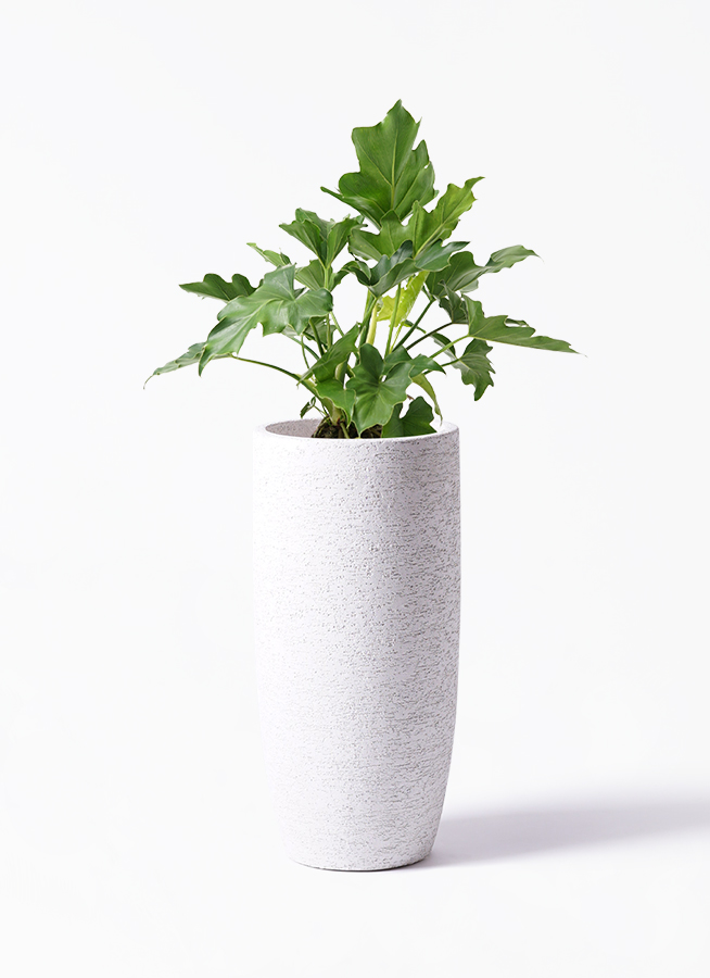 観葉植物 フィロデンドロン 6号 セローム ヒトデカズラ アイルエッグ