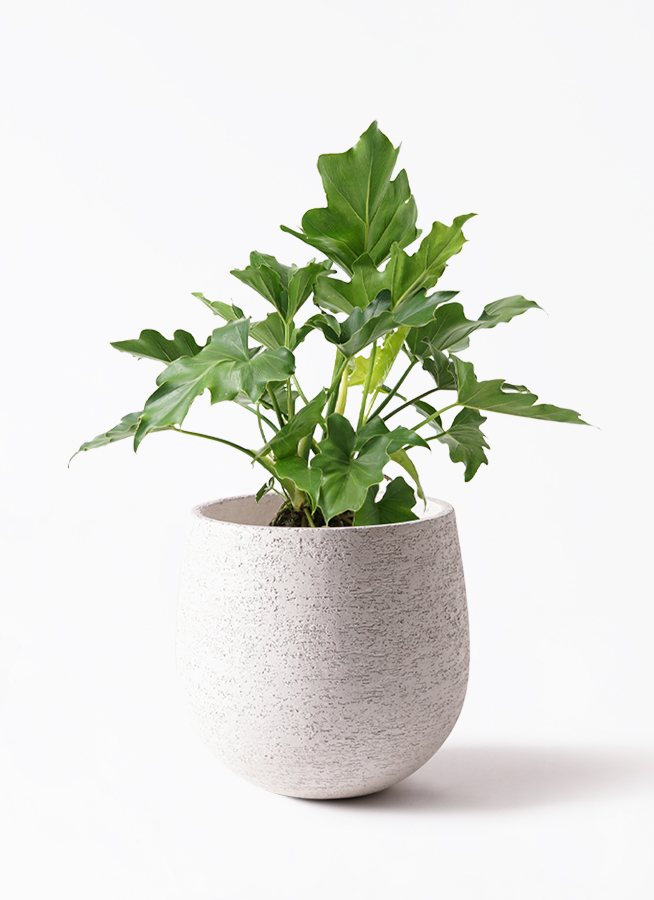 観葉植物 フィロデンドロン 6号 セローム ヒトデカズラ アイルエッグ