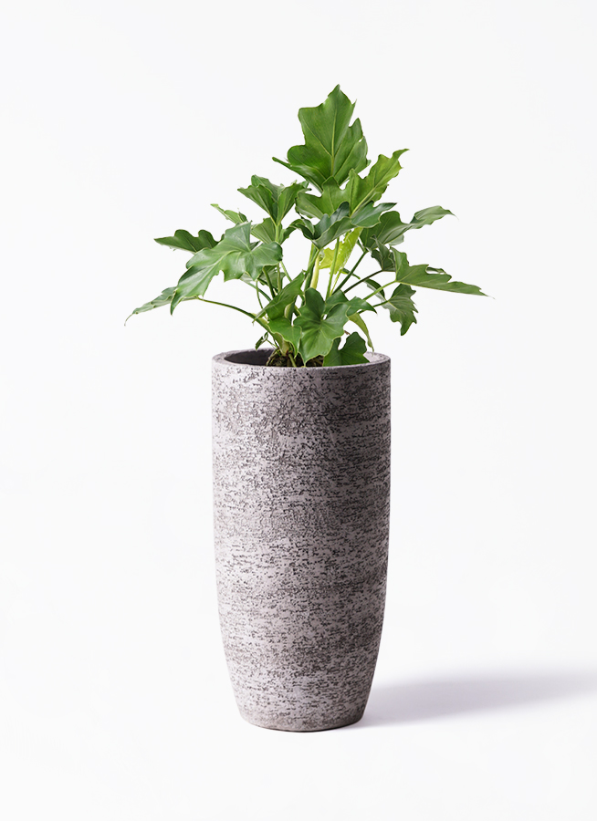 フィロデンドロン カロッスム 現品お届け】フィロデンドロン カローサム（カロッスム）4号