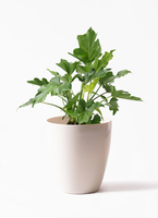 philodendron-selloum-480_1.jpg