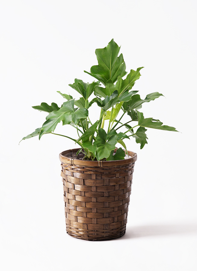 観葉植物 フィロデンドロン 6号 セローム ヒトデカズラ スタンダード