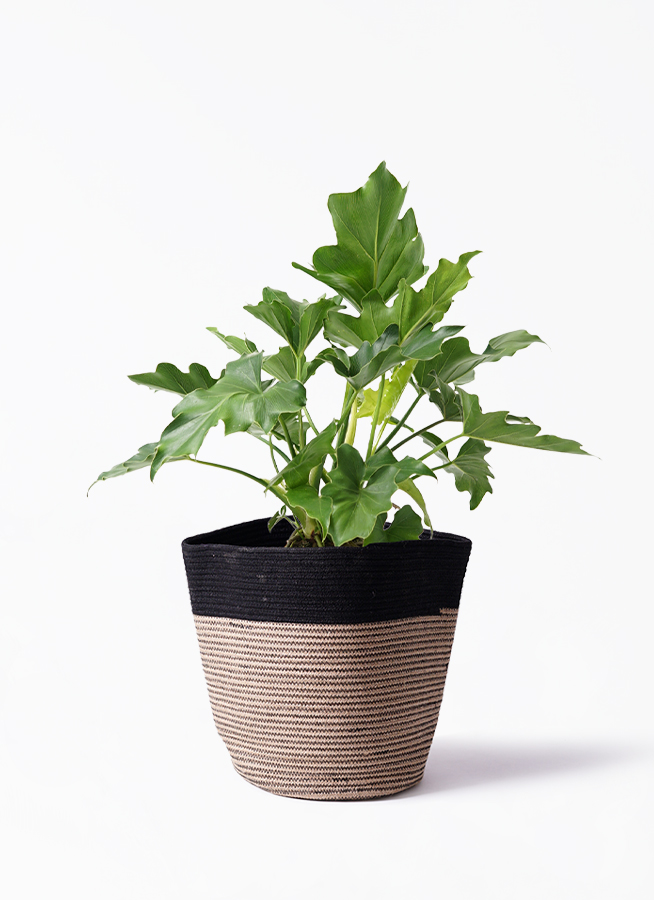 観葉植物 フィロデンドロン 6号 セローム ヒトデカズラ ラウンド 付き