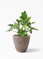 観葉植物 フィロデンドロン 6号 セローム ヒトデカズラ プラスチック鉢