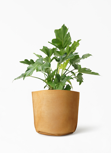 philodendron-selloum-517_1.jpg