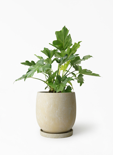 観葉植物 フィロデンドロン 6号 セローム ヒトデカズラ アイルエッグ