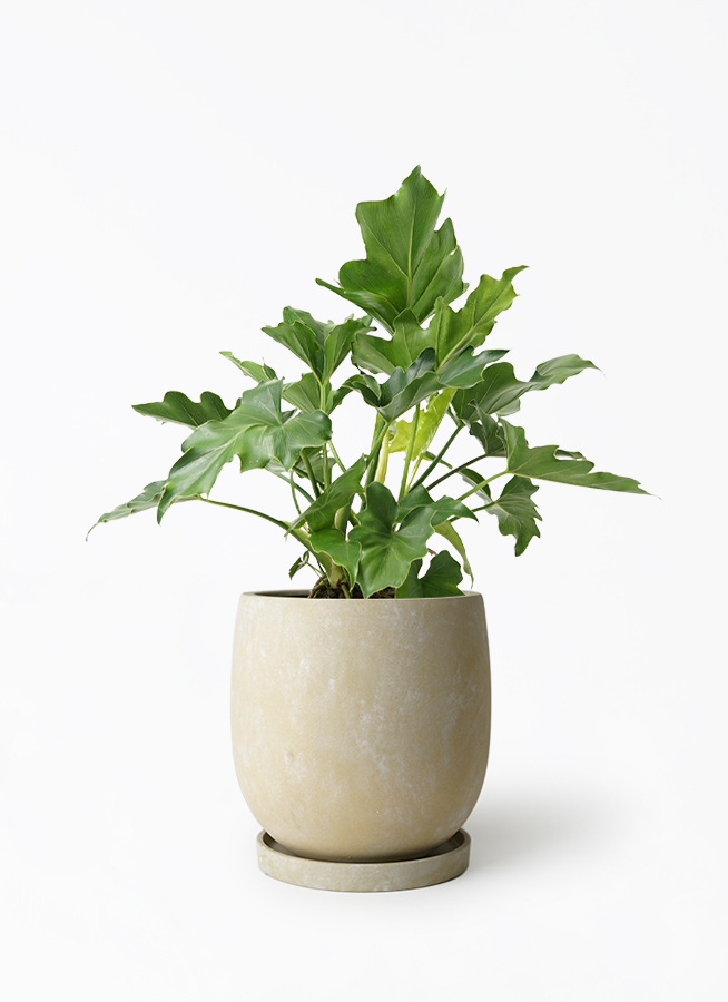 観葉植物 フィロデンドロン 6号 セローム ヒトデカズラ アイル