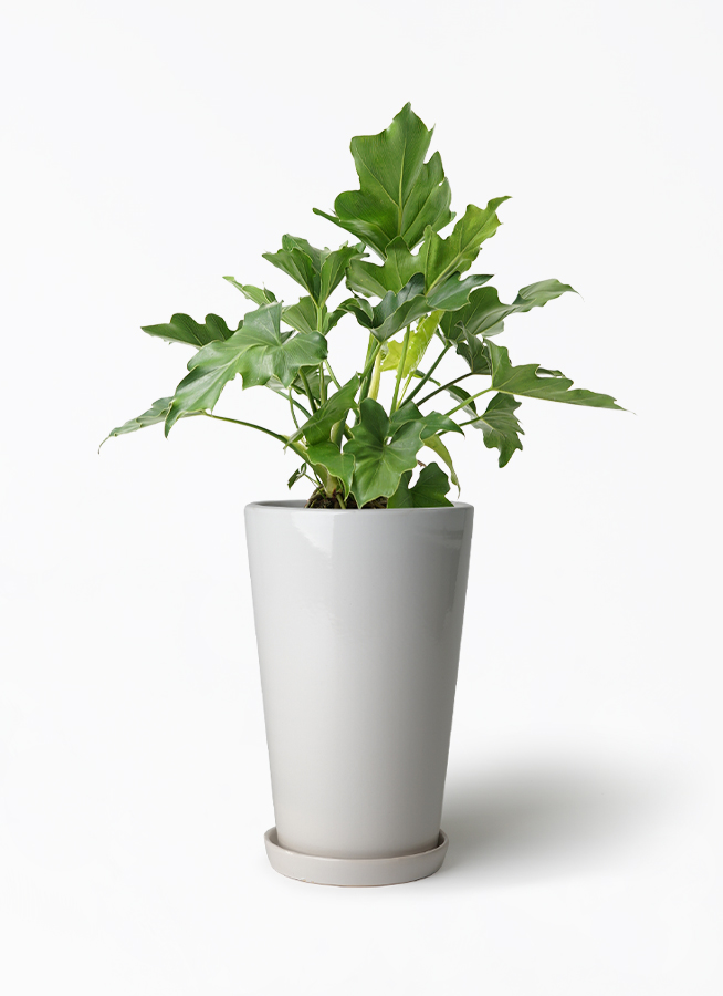 フィロデンドロン　セローム /ヒトデカズラ 観葉植物 フィロデンドロン 6号 セローム ヒトデカズラ ラウンド 付き
