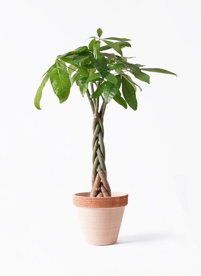 観葉植物 パキラ 6号 ねじり スタンダードポット スクラッチ 付き