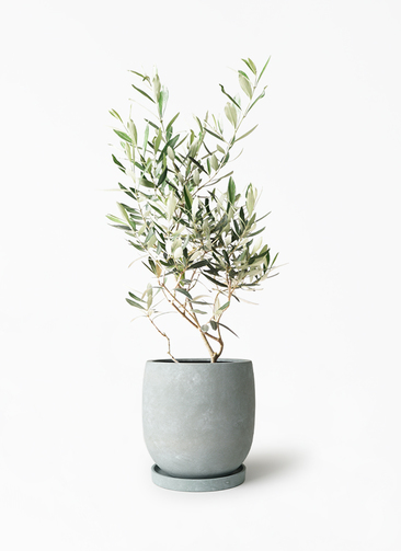 観葉植物 オリーブの木 6号 チプレッシーノ アイルエッグ グレー 付き