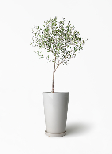観葉植物 オリーブの木 6号 創樹 ラウンド 付き | 観葉植物なら