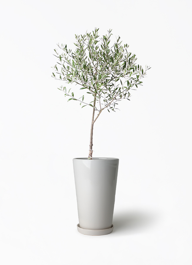 観葉植物 オリーブの木 6号 創樹 ラウンド 付き | 観葉植物なら