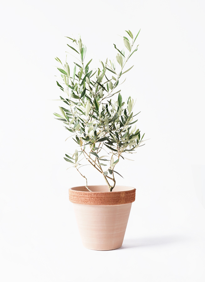 オリーブの木　ホワイト　6号　約75cm　NO.1001　希少品種　現品掲載 観葉植物 オリーブの木 6号 チプレッシーノ スタンダードポット