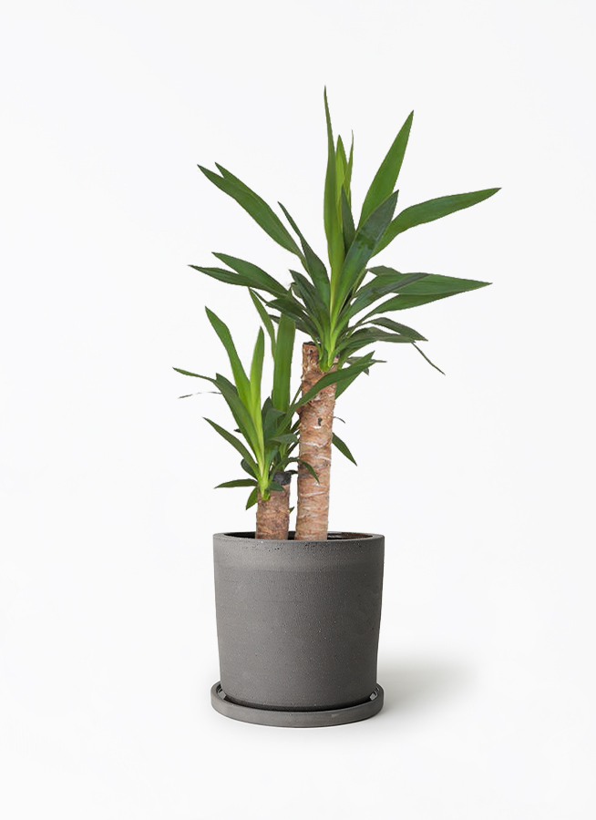ユッカ 約120cm 黒ポット 観葉植物 ユッカ 6号 ノーマル ストーンウェア セラミック シリンダー
