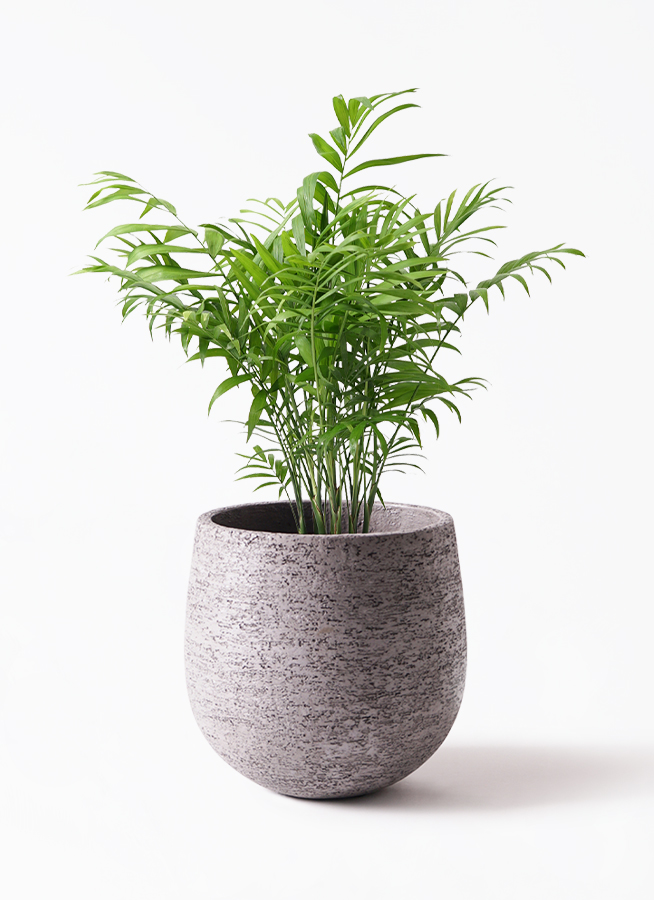 テーブル椰子5年もの テーブル椰子5年もの