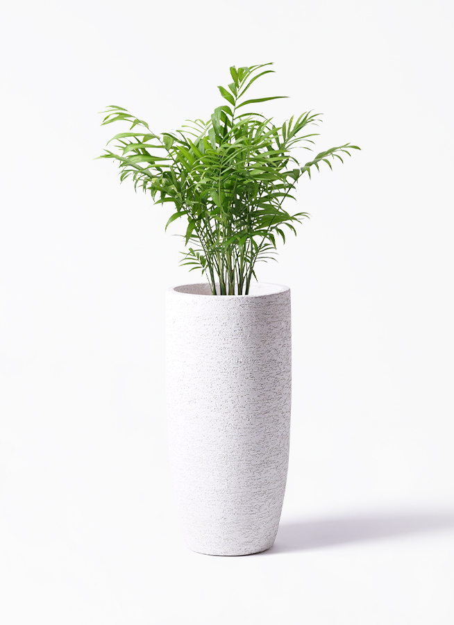 観葉植物 テーブルヤシ 6号 プラスチック鉢 | 観葉植物ならHitoHana