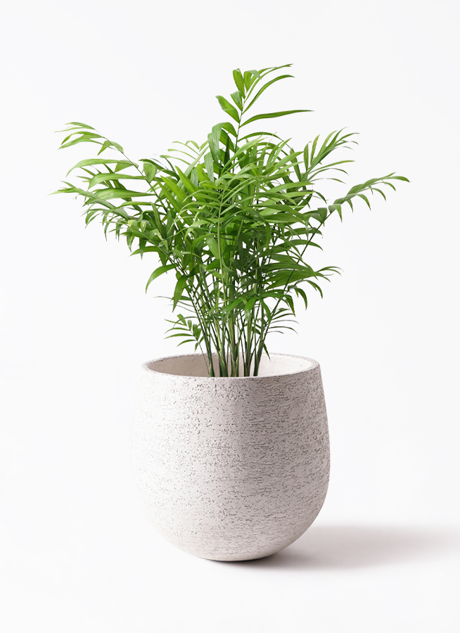 観葉植物 テーブルヤシ 6号 スタンダードポット コーヒースクラッチ