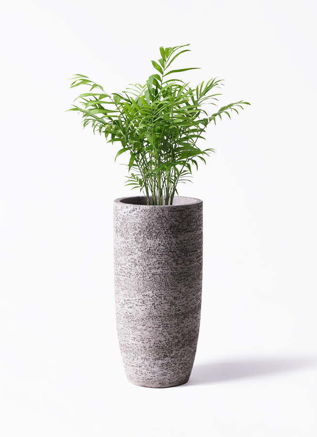 観葉植物 テーブルヤシ 6号 ラスターポット 付き | 観葉植物なら