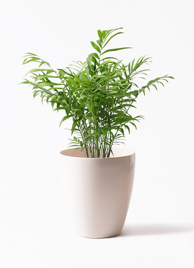 テーブル椰子5年もの テーブル椰子5年もの フローリスト監修】テーブルヤシの育て方｜水やり・