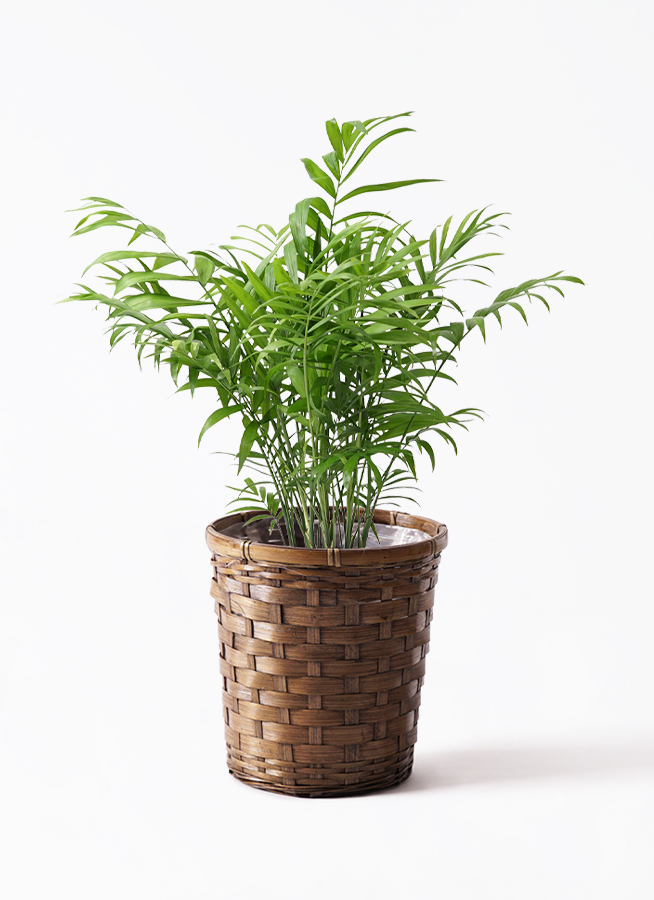 観葉植物 テーブルヤシ 6号 インティ ホワイト 付き | 観葉植物なら