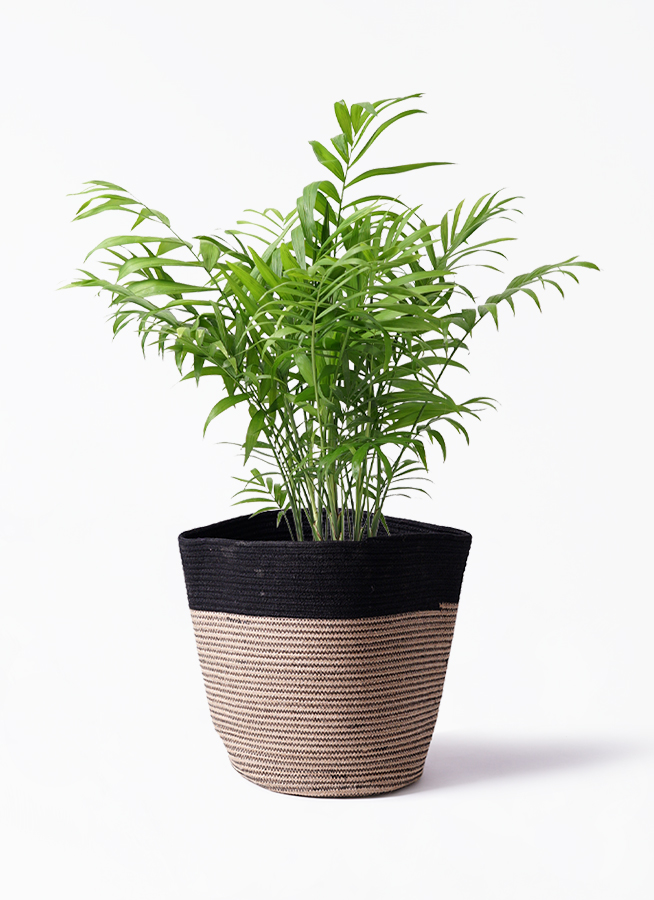 観葉植物 テーブルヤシ 6号 インティ ホワイト 付き | 観葉植物なら