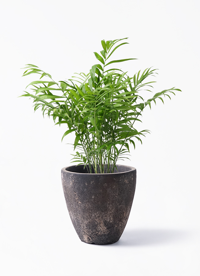 観葉植物 テーブルヤシ 6号 スタンダードポット コーヒースクラッチ