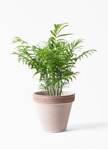 table-palm-352_1.jpg?1658757600