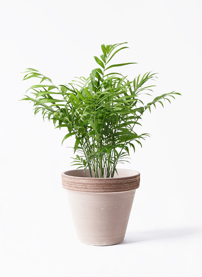 観葉植物 テーブルヤシ 6号 スタンダードポット コーヒースクラッチ