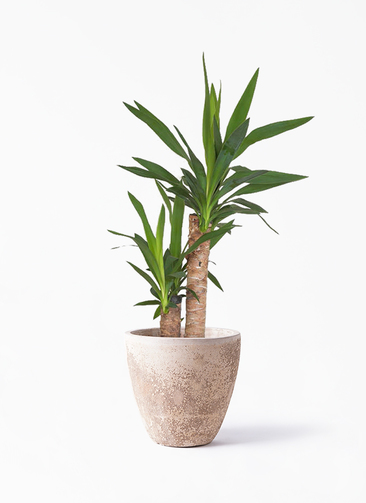 ユッカ 観葉植物 観葉植物 ユッカ 6号 ノーマル ルーガ アンティコ エッグ 付き | 観葉