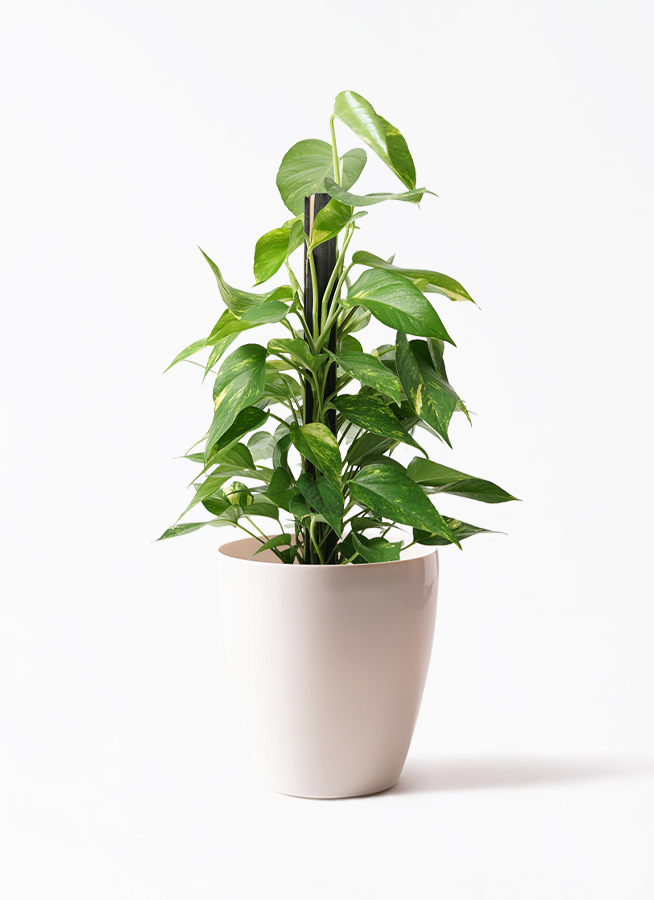 観葉植物 ポトス 6号 ラウンド 付き | 観葉植物ならHitoHana