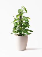 pothos-1060_1.jpg?1658757836