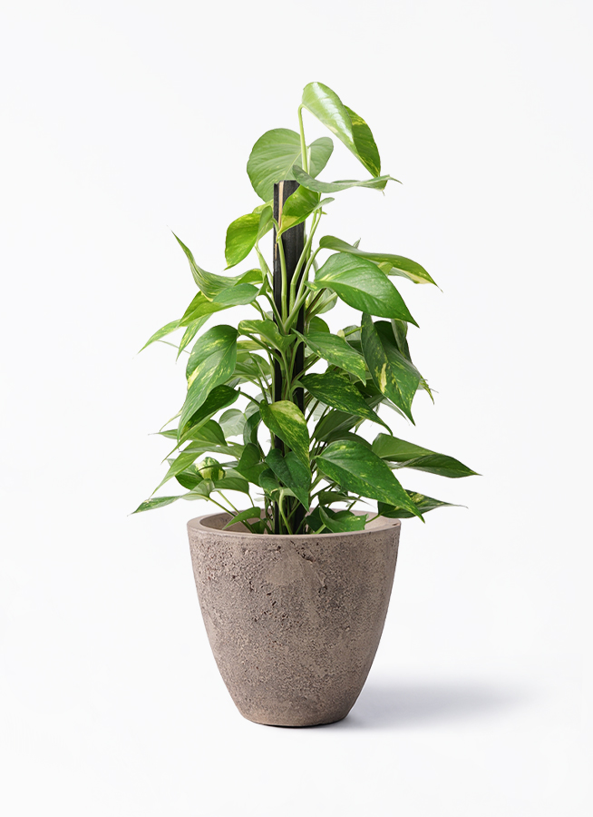 ポトス 6号 | 観葉植物の通販ならHitoHana（ひとはな）