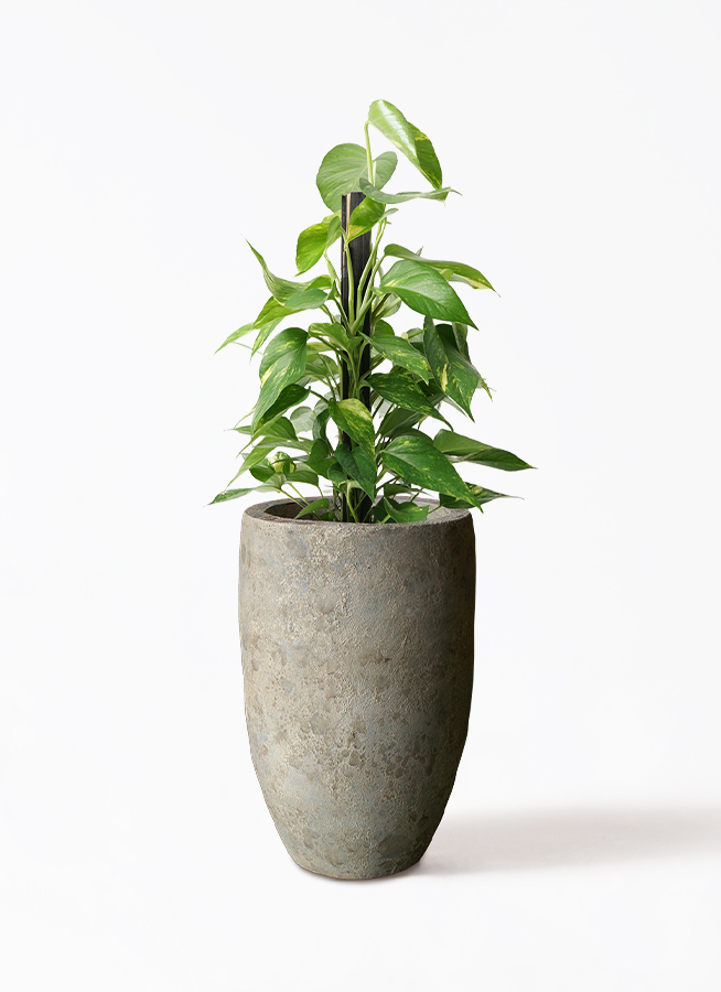 ポトス 6号 | 観葉植物の通販ならHitoHana（ひとはな）