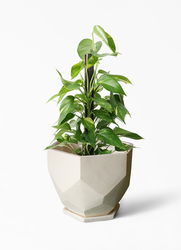 pothos-1087_1.jpg?1658757897