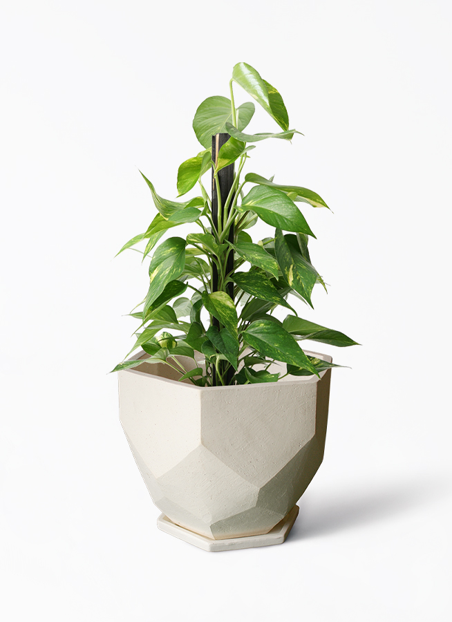 pothos-1087_1.jpg?1658757897