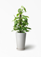 モンステラ・ポトス choco 私のモンステラ on X: 