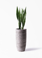 sansevieria-617_1.jpg?1658758009