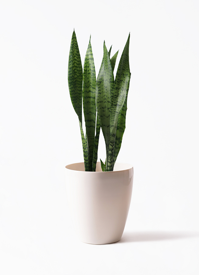 楽天市場】サンスベリア・トリファシアータ 5号【観葉植物