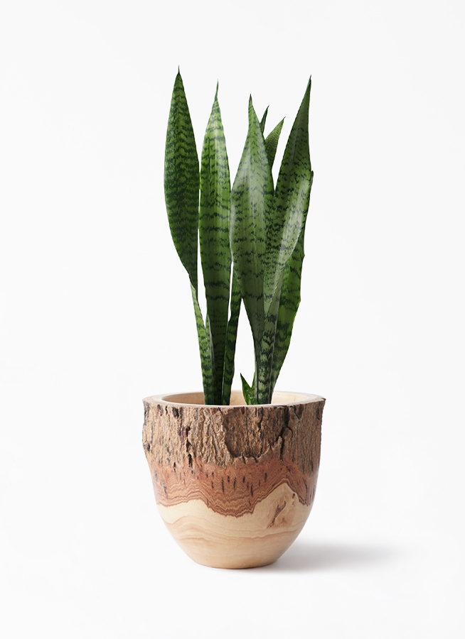 観葉植物 サンスベリア 6号 トリファッシアータ Mango Wood マンゴーウッド フラワーベース 付き 観葉植物ならhitohana ひとはな 観葉植物 サンスベリア 6号 トリファッシアータ Mango Wood マンゴーウッド フラワーベース 付き 観葉植物ならhitohana ひとはな