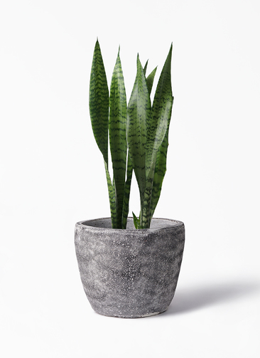 サンスベリア　特大サイズ　美形　観葉植物　ACTUS アクタス 5号鉢 フラワー・ガーデニング サンスベリア 特大サイズ 美形 観葉植物