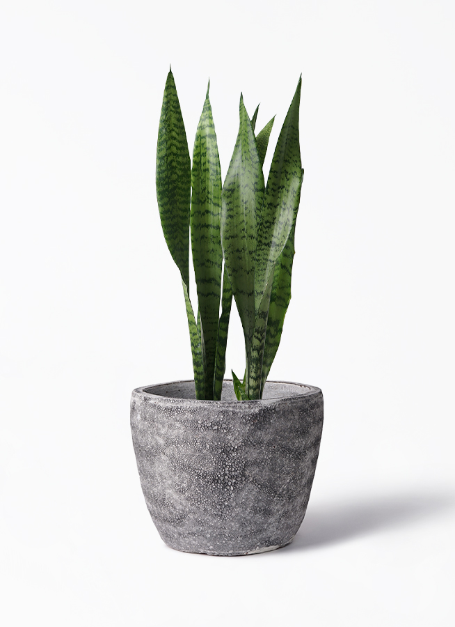 観葉植物 サンスベリア 6号 トリファッシアータ アビスソニア ミドル