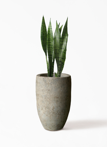 sansevieria-645_1.jpg?1658758072
