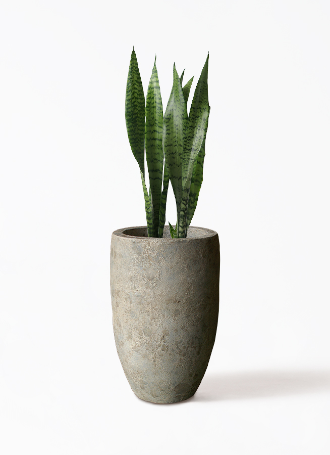 観葉植物 サンスベリア 6号 トリファッシアータ Sheer Pot