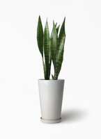 sansevieria-667_1.jpg?1658758114