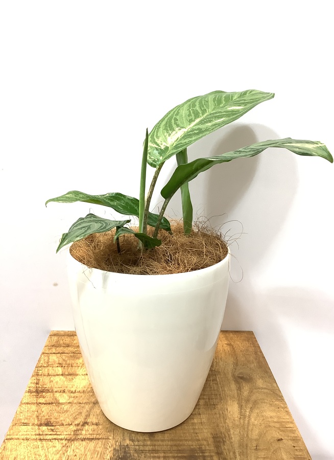お早め配送 アグラオネマ5点他ご注文分 F5fe9d5e Tuuhan Sinsaku Mitrio Com Br