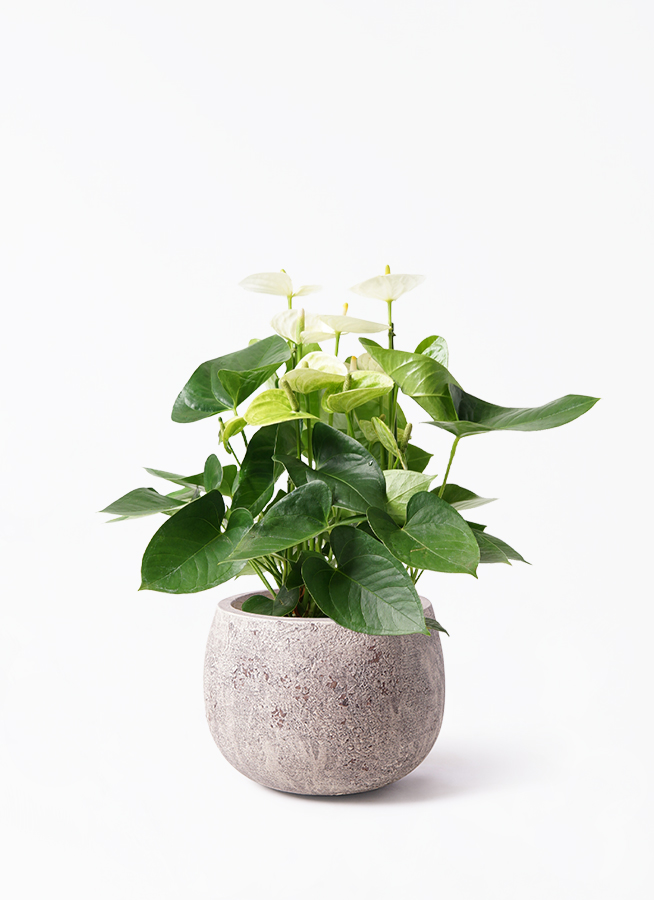 観葉植物 アンスリウム 5号 ホワイト インティ M 濃グレイ 付き