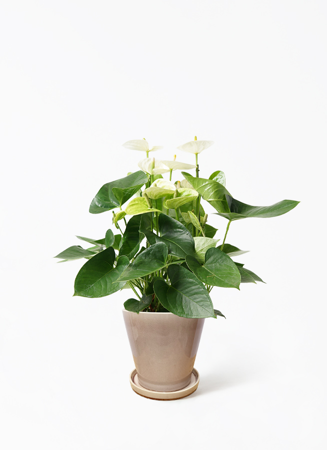 アンスリウム グイルディンキー 5号鉢 観葉植物 アンスリウム 5号 ホワイト インティ M 濃グレイ 付き