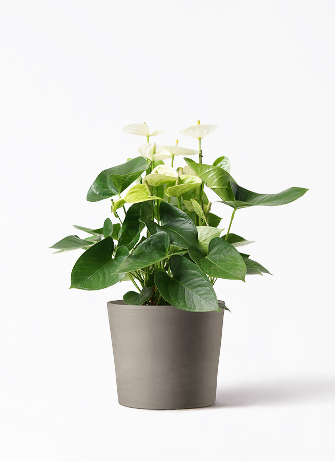 【新葉展開中】アンスリウム パリディフローラム 実生株 2025年最新】anthurium pallidiflorumの人気アイテム - メルカリ