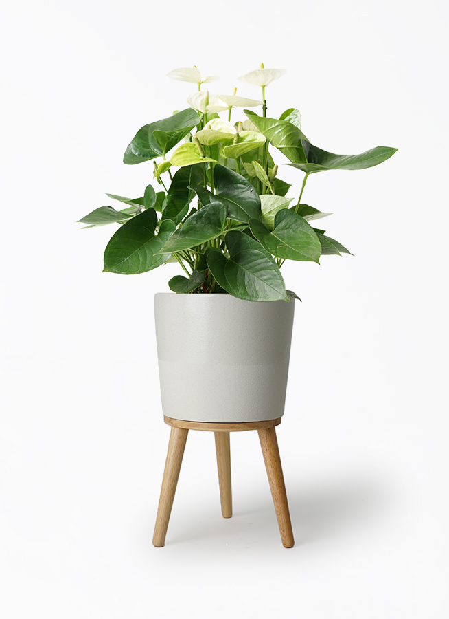 観葉植物 アンスリウム 5号 ホワイト エルナ 0 B 付き | 観葉植物なら