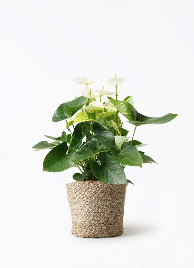 観葉植物 アンスリウム 5号 ホワイト ベラ ピンクパープル 付き