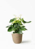 観葉植物 アンスリウム 5号 ホワイト インティ M 濃グレイ 付き